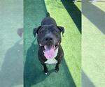 Small #1 American Pit Bull Terrier Mix