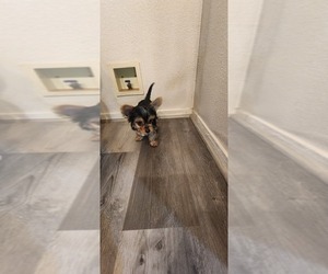 Yorkshire Terrier Puppy for sale in SALIDA, CA, USA