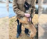Small #7 Mutt