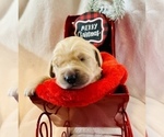 Small Photo #30 Golden Retriever Puppy For Sale in RICHMOND, TX, USA