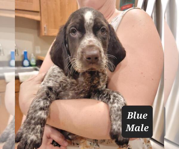 Medium Photo #1 German Shorthaired Pointer Puppy For Sale in BERESFORD, SD, USA