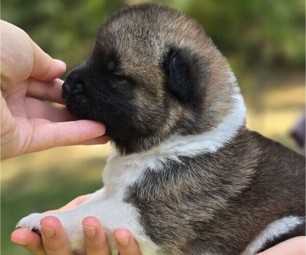 Medium Photo #2 Akita Puppy For Sale in STRAFFORD, MO, USA