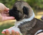 Small #1 Akita
