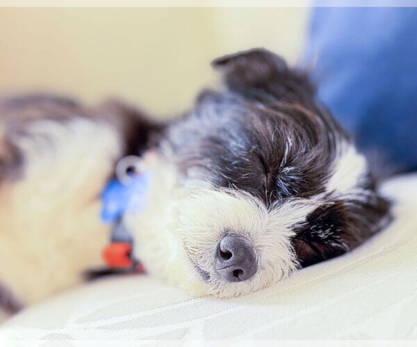 Medium Photo #11 Mutt Puppy For Sale in Corona, CA, USA