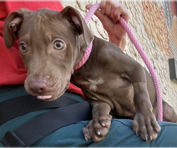 Medium Photo #9 Labrador Retriever-Unknown Mix Puppy For Sale in Sanford, FL, USA