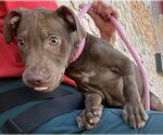 Small #8 Labrador Retriever Mix