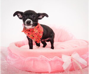 Chihuahua-Unknown Mix Dogs for adoption in Phoenix, AZ, USA
