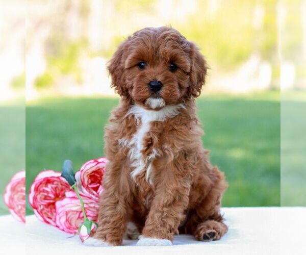 Medium Photo #2 Cavapoo (Miniature) Puppy For Sale in LITITZ, PA, USA