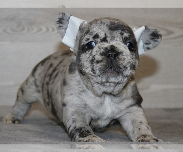 Medium Photo #4 French Bulldog Puppy For Sale in CLINTON, NJ, USA