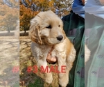 Small Photo #20 Goldendoodle Puppy For Sale in CLARKSVILLE, TX, USA