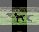 Small Photo #1 Poodle (Standard) Puppy For Sale in PARIS, TN, USA