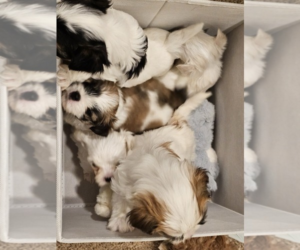 Medium Photo #7 Mal-Shi Puppy For Sale in LITHIA, FL, USA