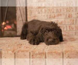 Labradoodle Puppy for sale in PAMPLICO, SC, USA