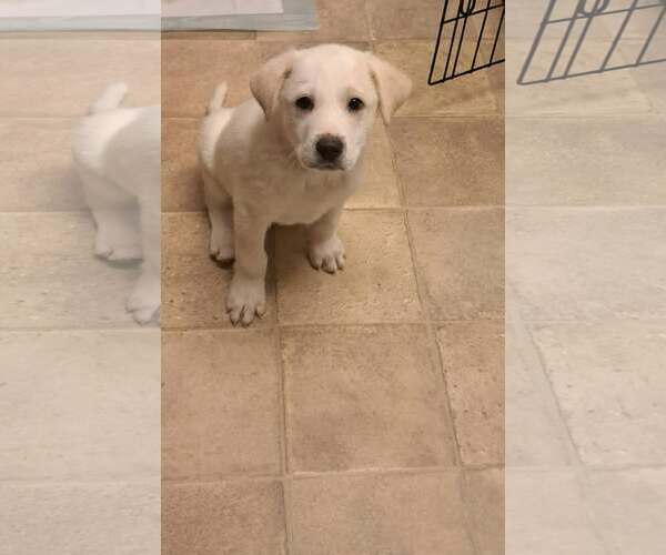 Medium Photo #4 Great Pyrenees-Unknown Mix Puppy For Sale in pomfret, CT, USA