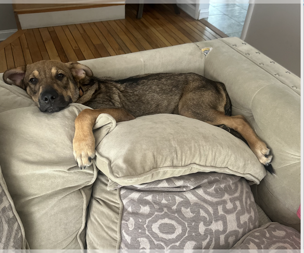 Medium Photo #2 German Shepherd Dog-Unknown Mix Puppy For Sale in Plainfield, IL, USA