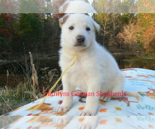 Medium Photo #6 German Shepherd Dog Puppy For Sale in PIEDMONT, MO, USA