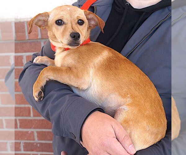 Medium Photo #2 Dachshund-Unknown Mix Puppy For Sale in Carrollton, TX, USA