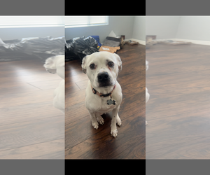 Beagle-Unknown Mix Dogs for adoption in Tampa, FL, USA