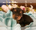 Small Photo #14 Yorkshire Terrier Puppy For Sale in ARLINGTON, TX, USA