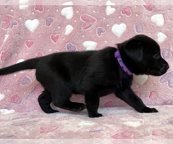 Medium Photo #4 Labrador Retriever Puppy For Sale in PALM COAST, FL, USA