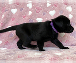Small Photo #4 Labrador Retriever Puppy For Sale in PALM COAST, FL, USA