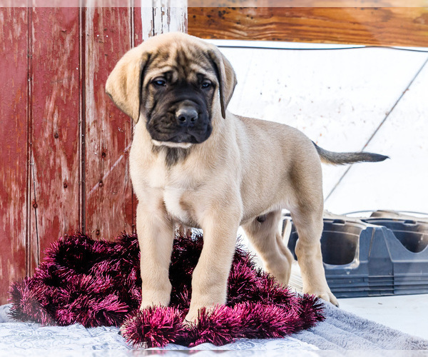 Medium Photo #2 Mastiff Puppy For Sale in WAKARUSA, IN, USA