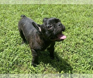 French Bulldog Puppy for sale in NEWNAN, GA, USA