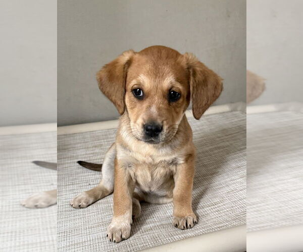 Medium Photo #4 Labrador Retriever-Unknown Mix Puppy For Sale in Bolivar, MO, USA