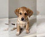 Small #3 Labrador Retriever Mix