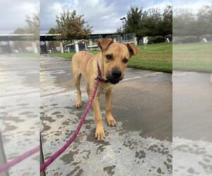 Chinese Shar-Pei-Unknown Mix Dogs for adoption in Riverside, CA, USA