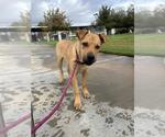 STEWIE - Male Chinese Shar-Pei-Unknown Mix Dog for Adoption - Small photo