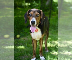 Mutt Dogs for adoption in Wakefield, RI, USA