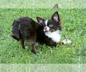 Chihuahua Puppy for sale in MIDDLEBURG, FL, USA