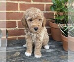 Small #3 Goldendoodle (Miniature)