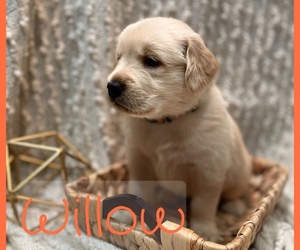 Golden Retriever Dog for Adoption in VANCOUVER, Washington USA