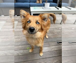 Huskies -Pomeranian Mix Dogs for adoption in Brooklyn, NY, USA
