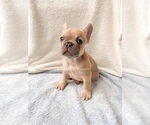 Puppy 4 French Bulldog