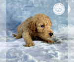 Small Photo #5 Goldendoodle Puppy For Sale in PAULINE, SC, USA
