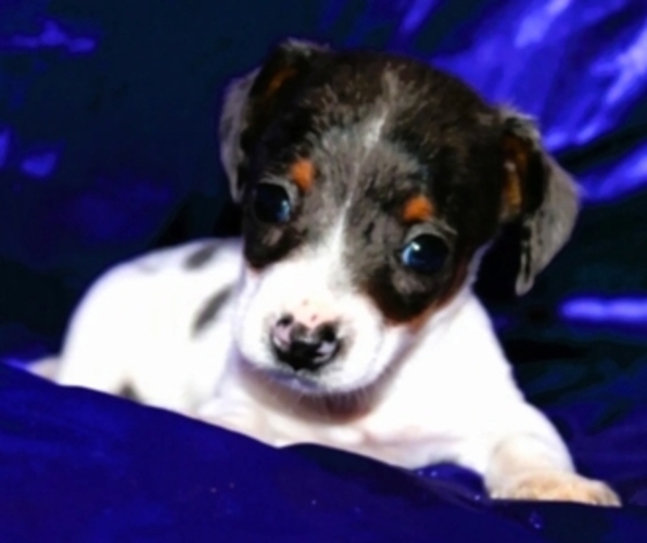 Medium Photo #5 Dachshund Puppy For Sale in BLMGTN, IN, USA