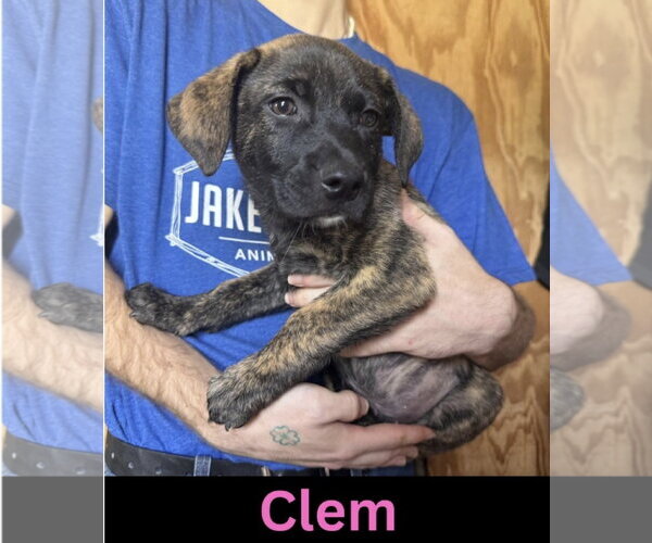 Medium Photo #1 Mutt Puppy For Sale in The Woodlands, TX, USA