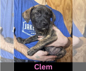 Mutt Dogs for adoption in The Woodlands, TX, USA