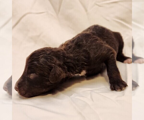 Medium Photo #7 F2 Aussiedoodle Puppy For Sale in COLUMBIA, TN, USA