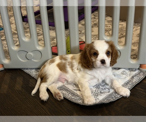 Medium Photo #18 Cavalier King Charles Spaniel Puppy For Sale in PARKER, CO, USA