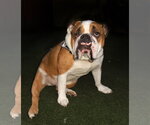 Small #2 Bulldog