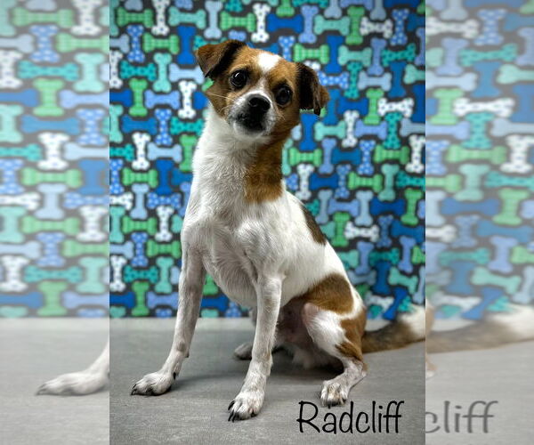 Medium Photo #2 Chihuahua-Unknown Mix Puppy For Sale in Arcadia, FL, USA