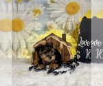 Small #1 Yorkshire Terrier