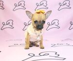 Small Photo #22 Chihuahua Puppy For Sale in LAS VEGAS, NV, USA