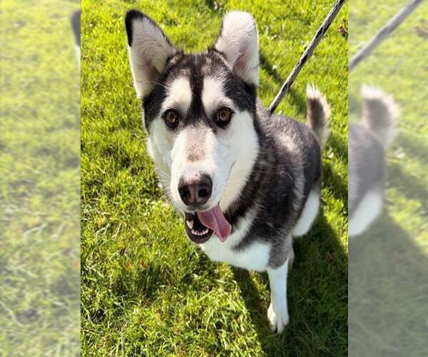 Medium Photo #3 Siberian Husky Puppy For Sale in Rancho Cucamonga, CA, USA