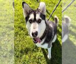 Small #2 Siberian Husky