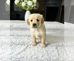 Small Photo #1 Golden Retriever Puppy For Sale in GREENFIELD, IN, USA